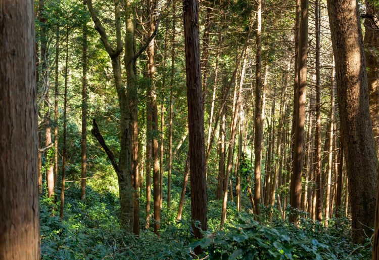 「SIMOKUは環境共棲住宅「地球の会」の会員です」の画像